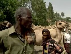 Ethiopian camel market Stock Footage