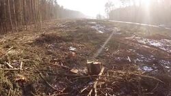 Logging clear cut Stock Footage