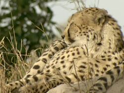 MS PAN Cheetahs resting in shade at base of termite mound / Okavango Delta, North West District, Botswana Stock Footage