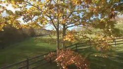 The fall leaves of an oak tree blow in the breeze. Stock Footage