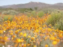 WS View of Orange Namaqualand daisies carpeting flat ground with low growing bushes and hills / Namaqualand, Northern Cape, South Africa Stock Footage