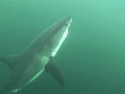 Low Angle hand-held - A shark swims near the surface of the water. / South Africa Stock Footage