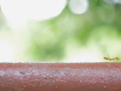 Ants walking Stock Footage