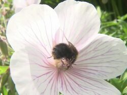 ECU SLO MO Shot of Bumblebee nectar feeding on Geranium Kashmir White flowers / Newcastle Emlyn, Ceredigion, United Kingdom Stock Footage