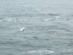 Dolphins Stock Footage