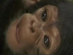 ECU, Young chimpanzee (Pan troglodytes), Gombe Stream National Park, Tanzania Stock Footage