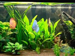 Calming discus fish aquarium Stock Footage