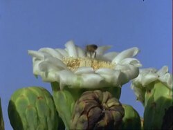 Honey Bee at Saguaro cactus flower, collecting pollen, USA Stock Footage