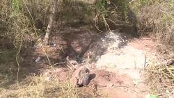 VOICED : Mexico: 17 cadaveres en fosa clandestina News Clip