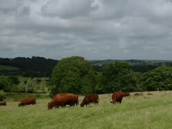 T/L Cattle (Bos taurus) in field take 1, UK Stock Footage
