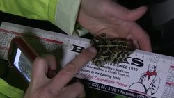 Volunteers attempt to halt toad numbers declining News Clip
