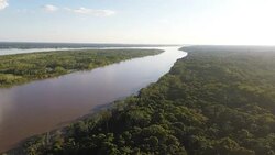 Descent through canopy of jungle trees, Peruvian Amazon, Peru Stock Footage