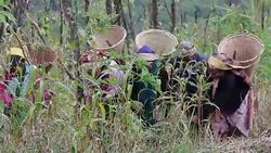 VOICED : Spiders on the menu as northeast India embraces slow food News Clip