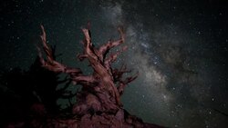 The Milky Way Galaxy moves over an ancient bristlecone pine in the White Mountains of California. Stock Footage
