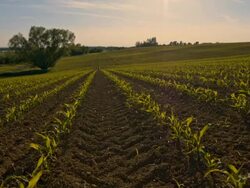 DS Rows of young corn plants Stock Footage