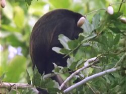 Howler Monkey (Alouattinae) in Dipteryx tree, scratching, close up. Stock Footage