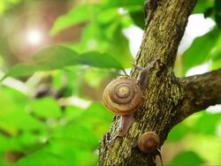 Snails Stock Footage