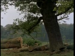 MCU Mature Oak tree being felled, UK Stock Footage