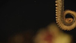 Octopus moves with black background Stock Footage