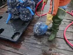Oyster Farmers Begin To Wind Down Operations After Feds End Nat'l Seashore Lease Stock Footage