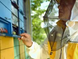 HD Super Slow-Mo: Beekeeper At Work Stock Footage