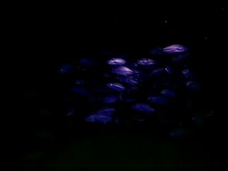 TrevallyJack Closed Up Stock Footage