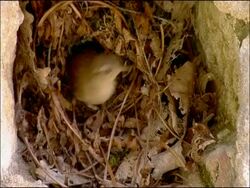Wren leaves nest, Parque Natural Los Alcornocales (Cadiz y Malaga), Andalucia, Spain Stock Footage