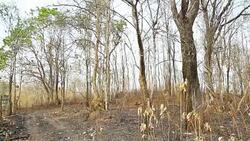 Land after burn Stock Footage