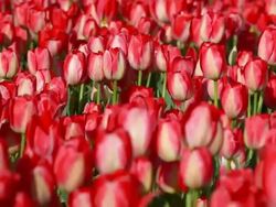 field of red tulips Stock Footage