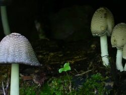 Mushrooms growing in the forest HD Stock Footage