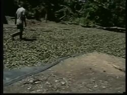 Police destroy cocaine laboratory, implicate foreign cartels News Clip