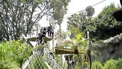 CLEAN : Guatemala City zoo welcomes chimpanzee family News Clip