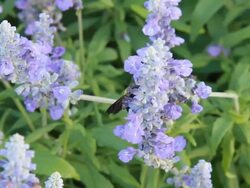 Bumble bee getting inside the purple flowers. Stock Footage