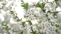 Blossoming Orchard Stock Footage