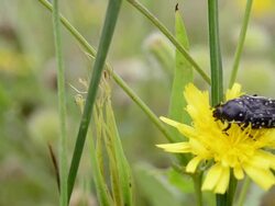 Black insect feeding with pollen Stock Footage