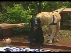 Dog lovers in Mumbai can take their pets to a week end camp News Clip