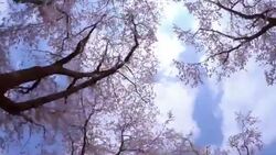 Cherry blossom in full bloom -4K- Stock Footage