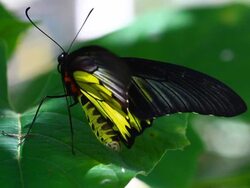 butterfly Stock Footage