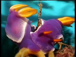 Sea slug, H.bullocki, 2 mating, pull back yellow eggs, Derawan, Celebes Sea, Malaysia Stock Footage