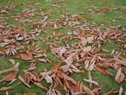 (Dolly) Autumn Leaves Stock Footage