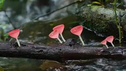 Pink Burn Cup or Fungi Cup mushroom near creeks. Stock Footage