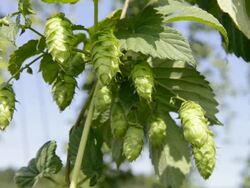 CU Shot of Hop cones in hop garden / Mainburg, Bavaria, Germany Stock Footage