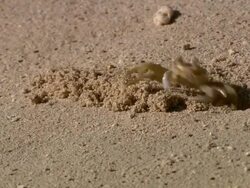 MS Crabs on the sand beach / Brightown, Barbados Stock Footage