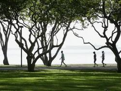 WS Joggers, men, women, running in early morning silhouette/Singapore Stock Footage