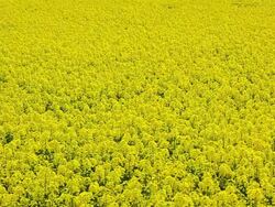 Rape seed field Stock Footage