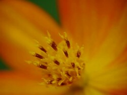 flowers Stock Footage