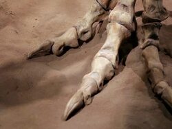 A skeleton of dinosaur's feet in the sand Stock Footage
