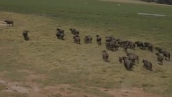 CLEAN : Kenya and Tanzania conduct joint wildlife News Clip