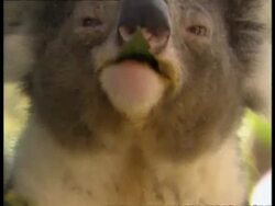 CU Koala's face, chewing eucalyptus leaf Stock Footage