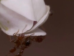 Close Up - Fire ants crawling around on white lily petals /  Stock Footage